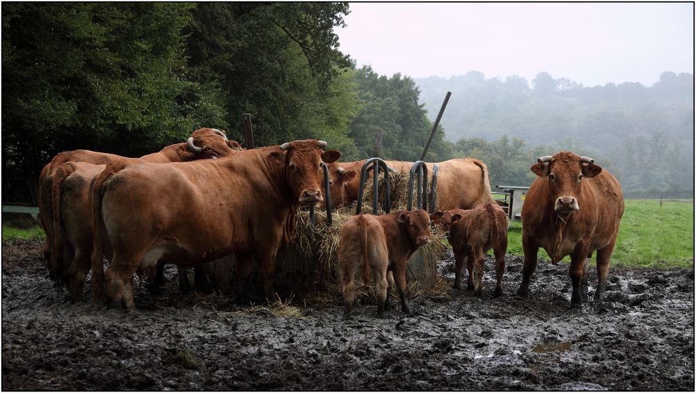 Limousin Vieh in Mist und Dreck - 2206