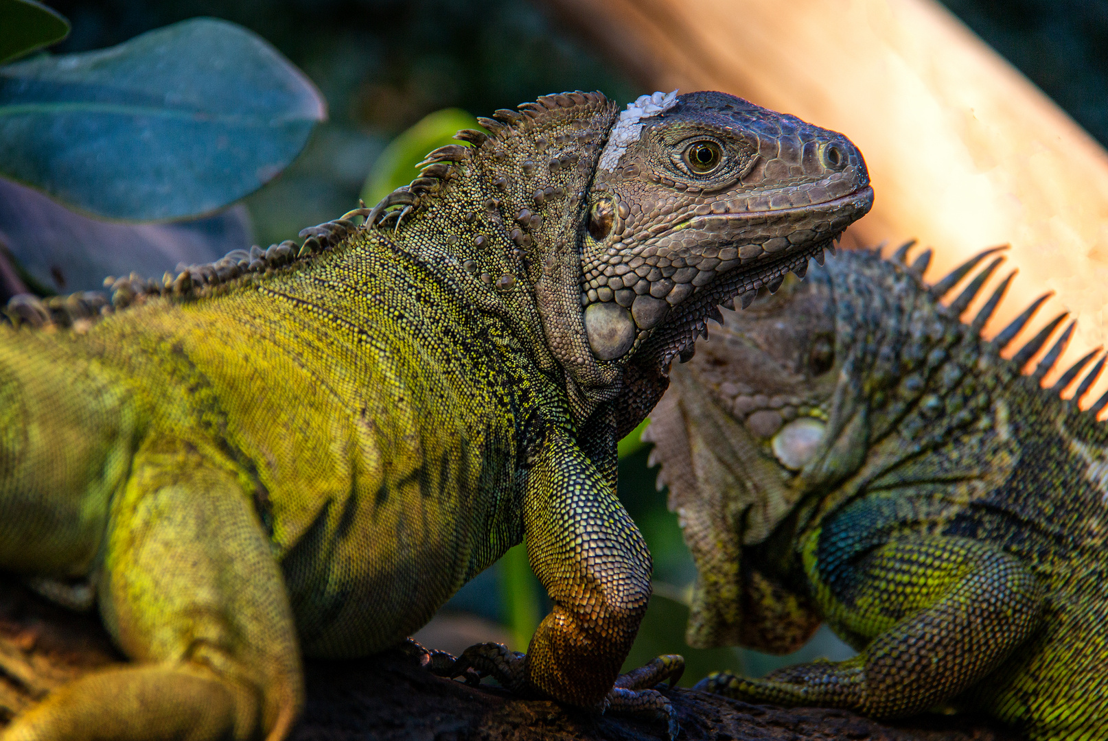 L'impassible iguane ! 