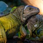 L'impassible iguane ! 