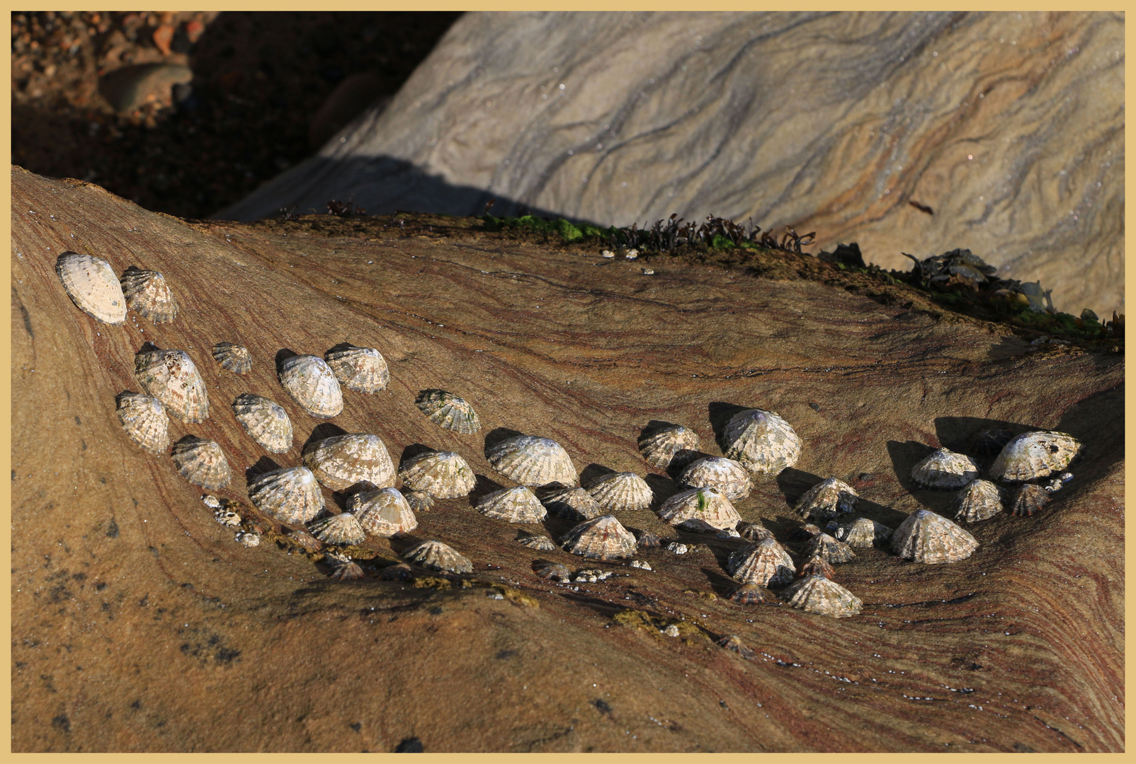 limpet landscape 2