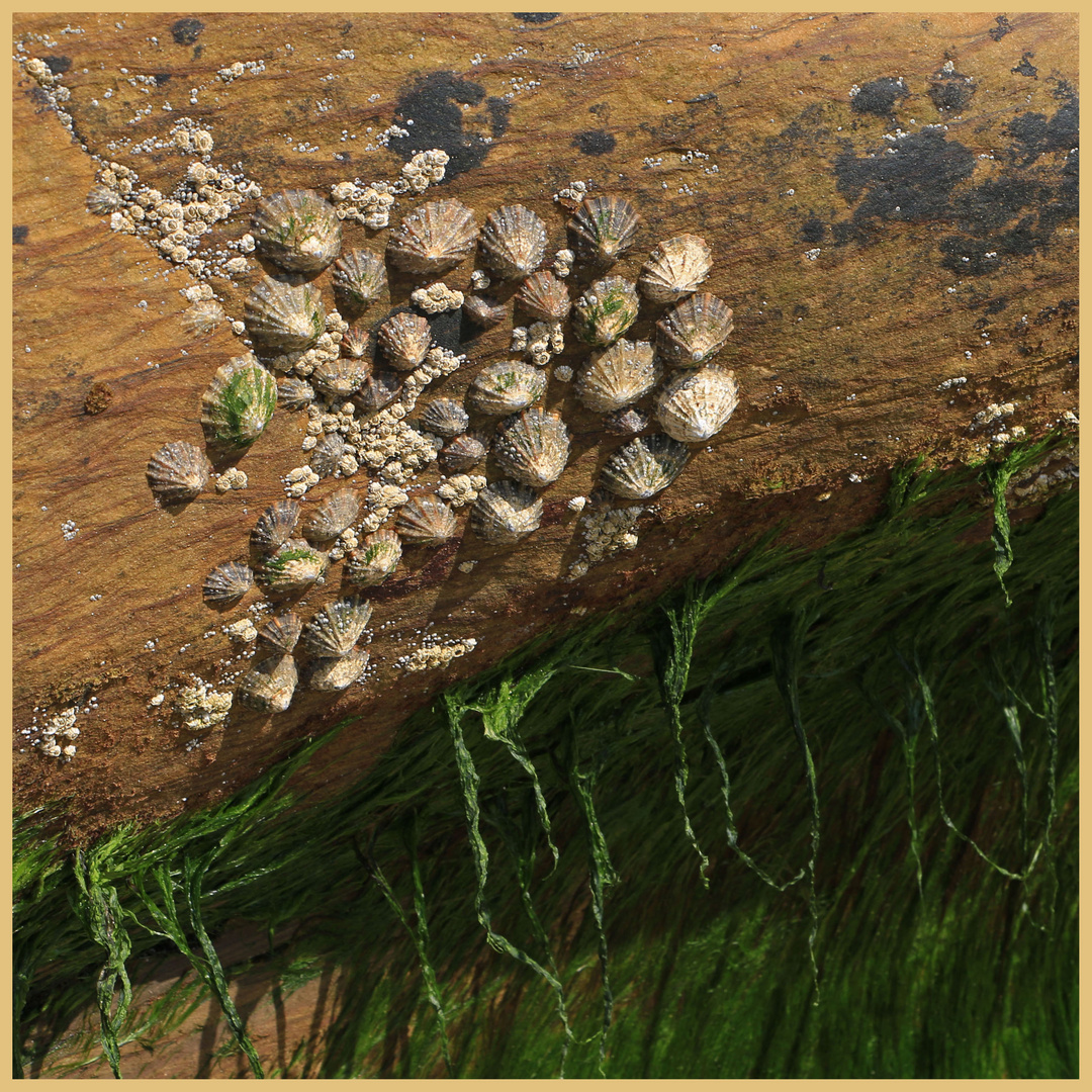 limpet landscape 8