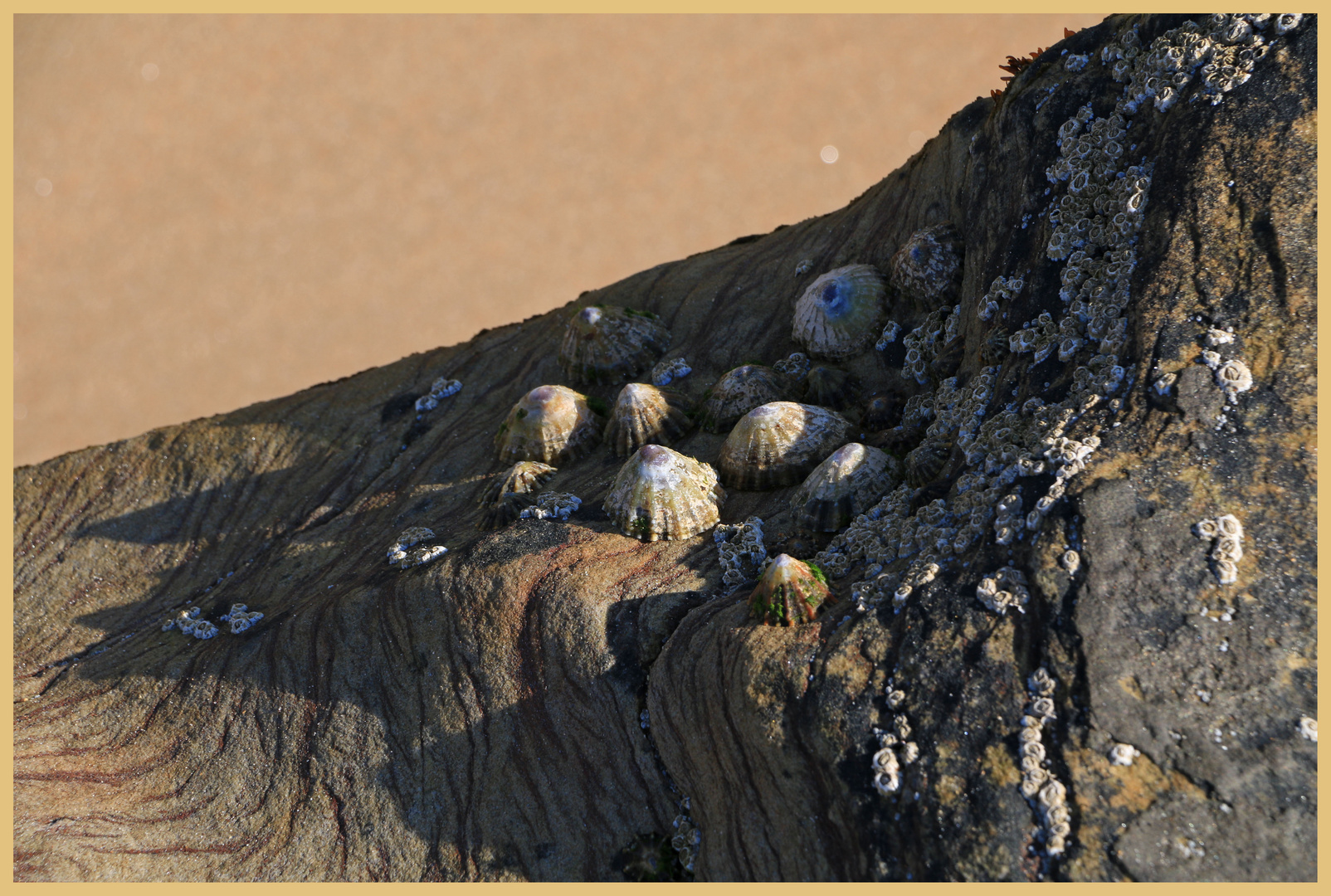 limpet mountain