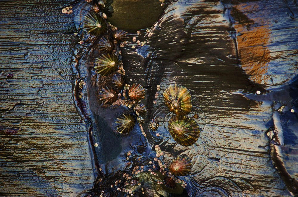 Limpets on wet black rock