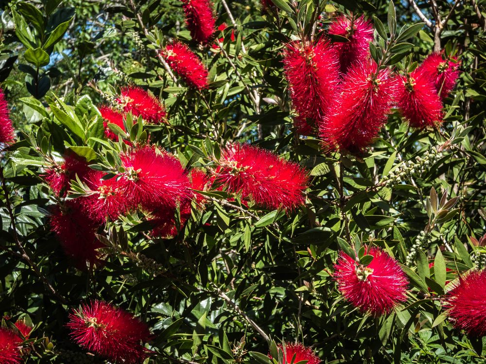 Limpia tubo (Callistemon)