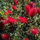 Limpia tubo (Callistemon)