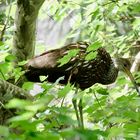 Limpkin Aramus guarauna