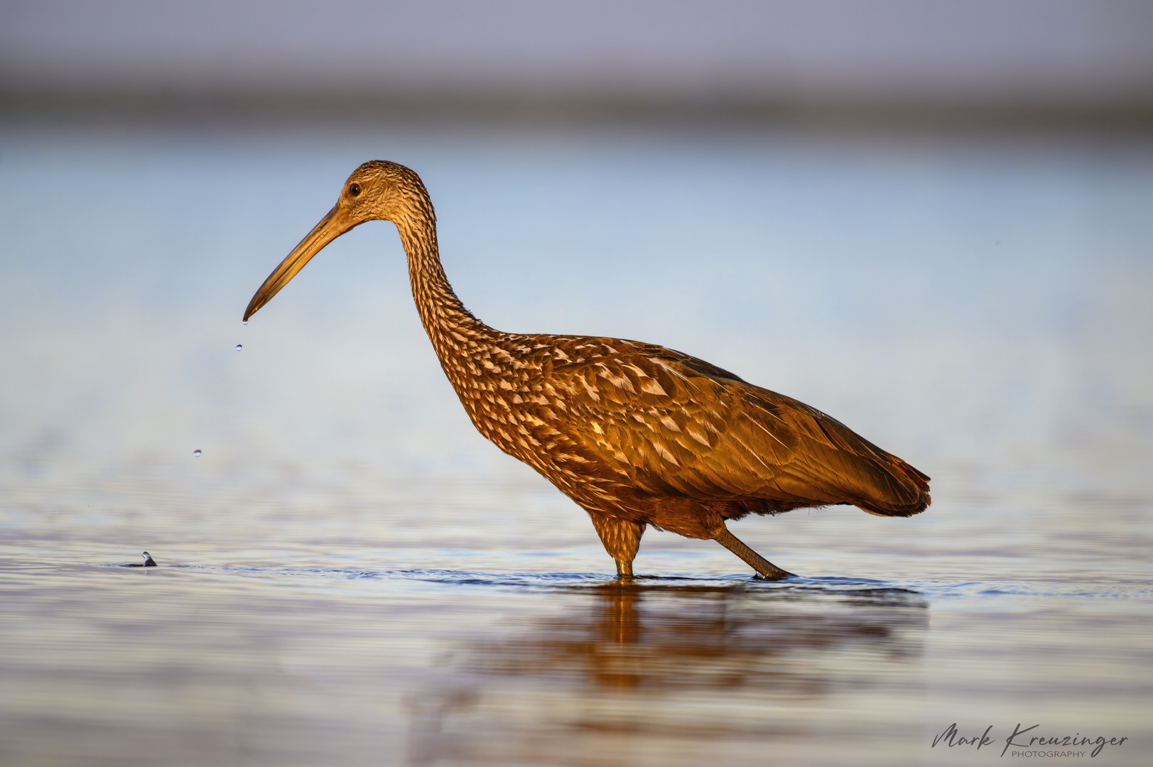 Limpkin