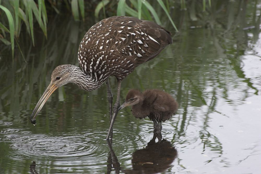 Limpkin (Rallenkranich)