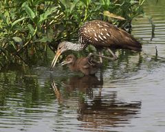 Limpkin (Rallenkranich)