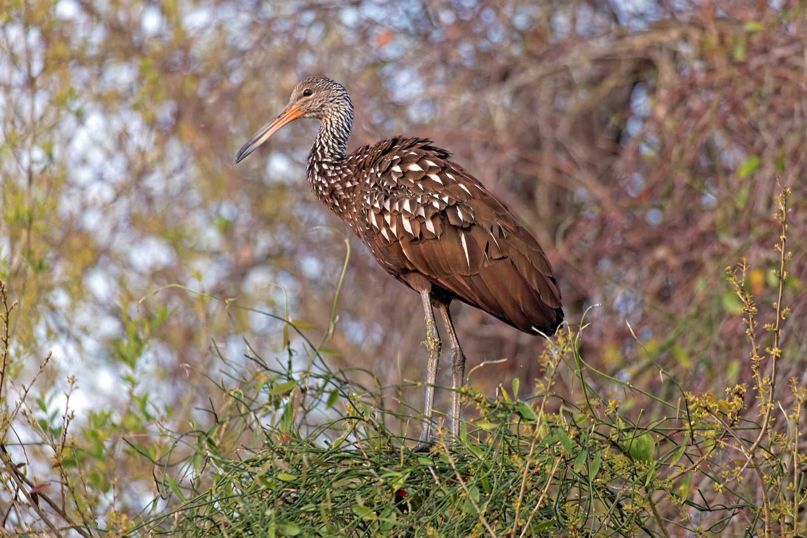 Limpkin_1