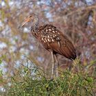 Limpkin_1