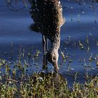 Limpkin_1