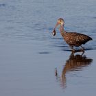 Limpkin_2