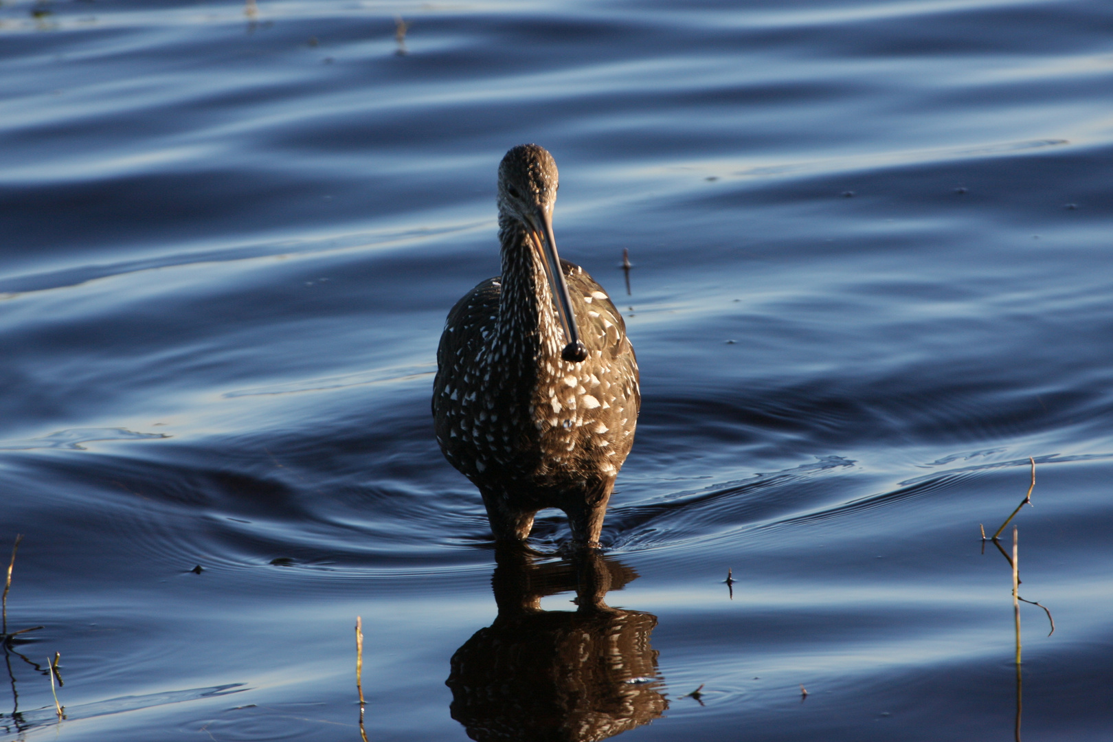 Limpkin_2