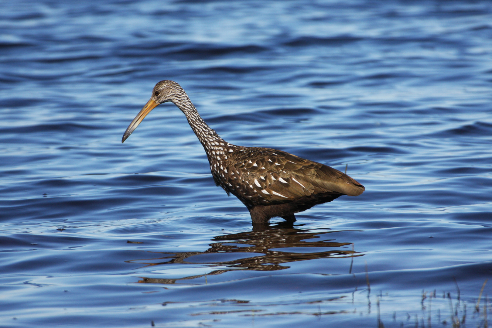 Limpkin_3