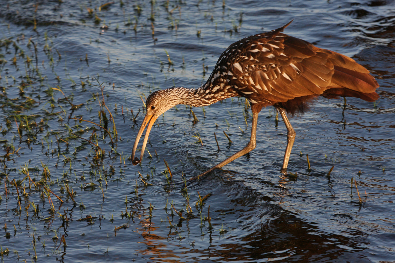 Limpkin_4