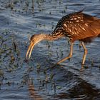 Limpkin_4