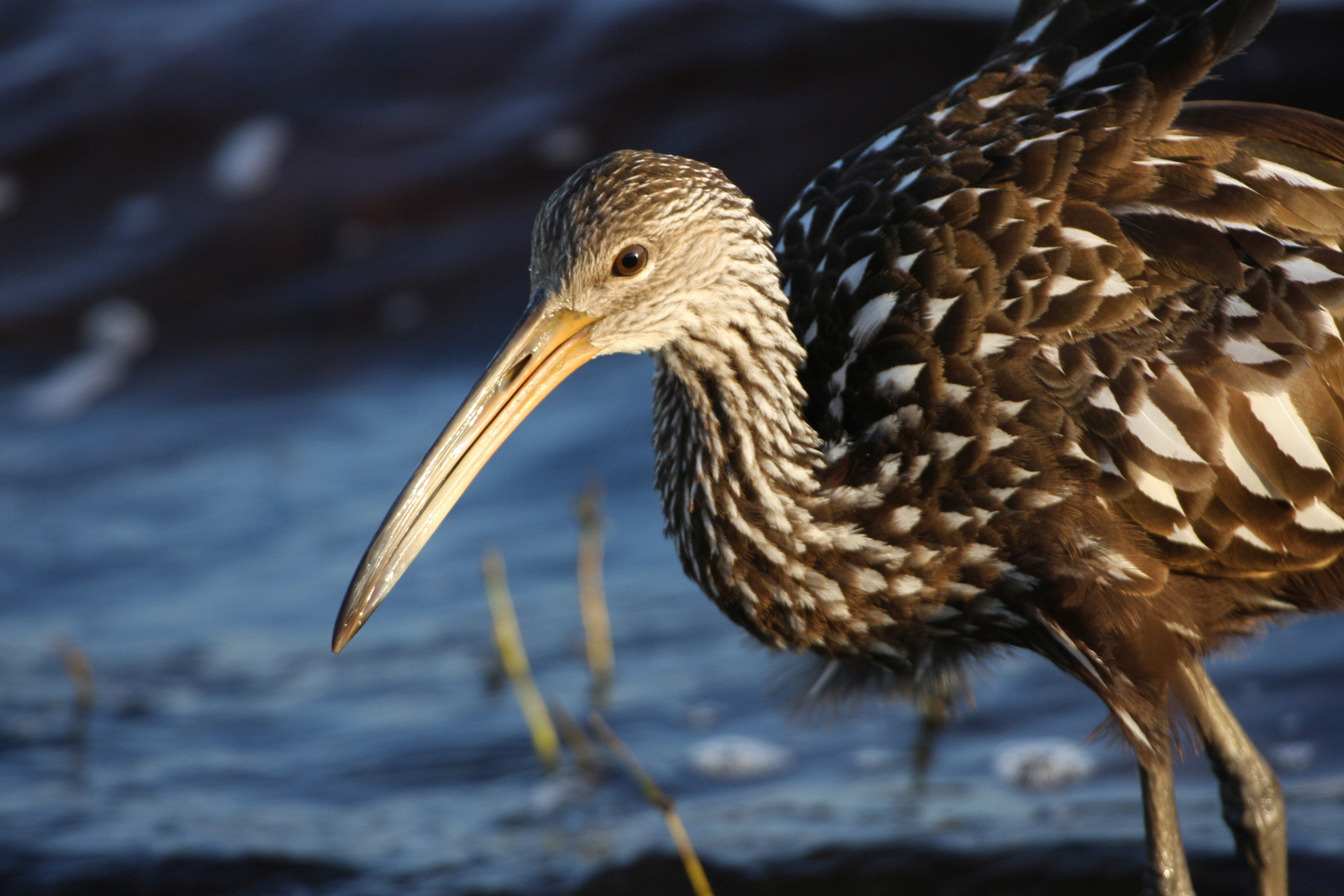 Limpkin_5