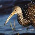 Limpkin_5