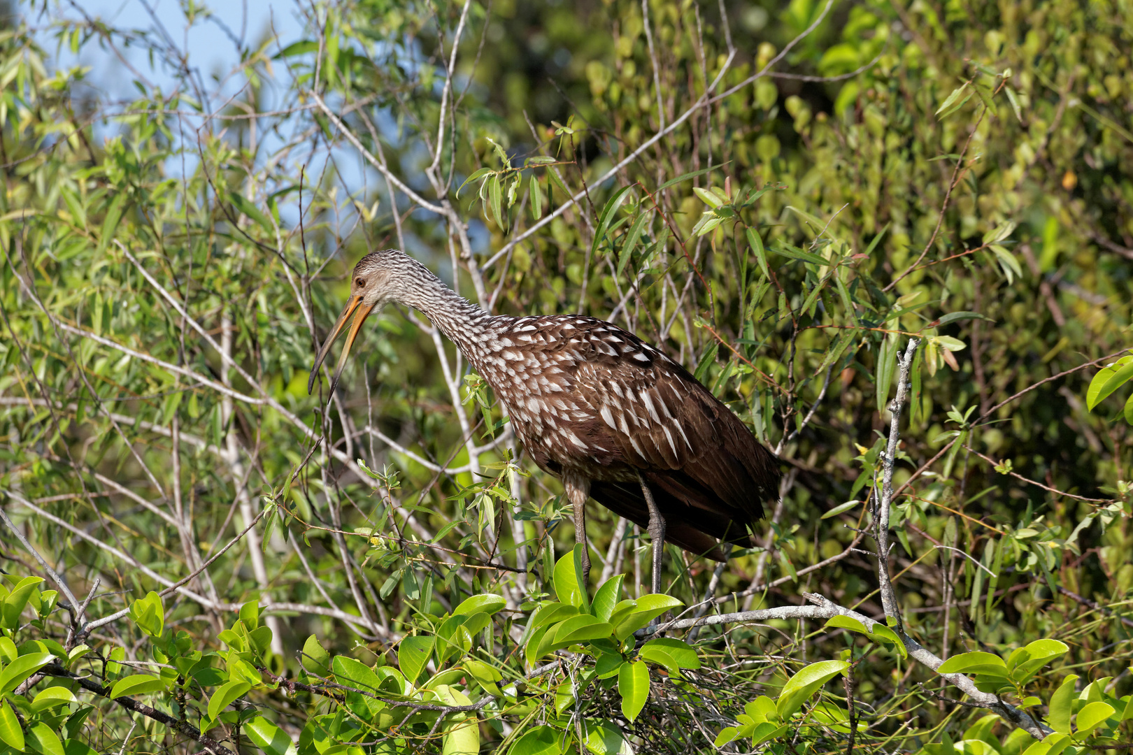 Limpkin_6