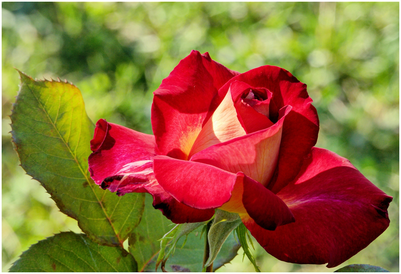 L'important, c'est la rose ! photo et image fleurs, roses, nature