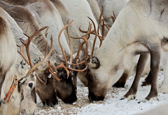 L'importante è coordinarsi