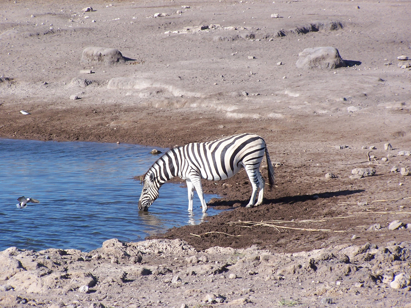 L'importanza dell'acqua nel deserto della Namibia