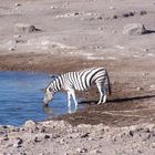L'importanza dell'acqua nel deserto della Namibia
