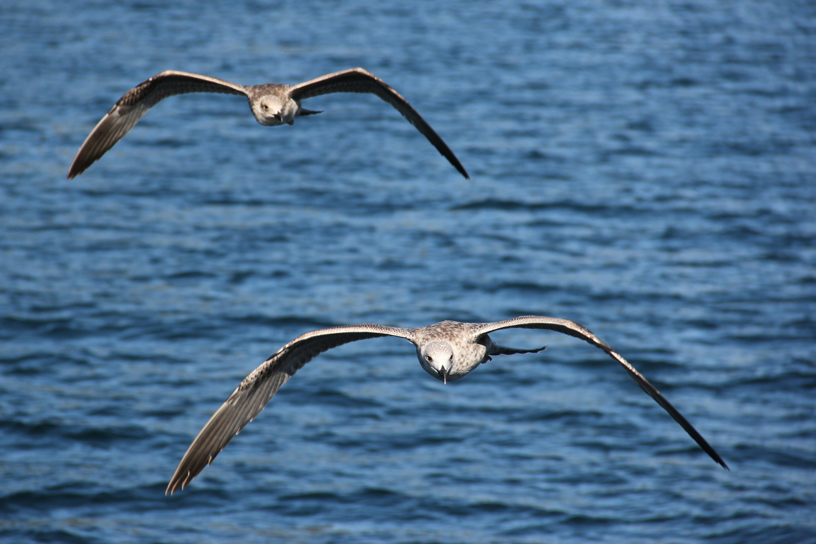 Limski Fjord Gulls