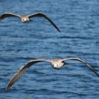 Limski Fjord Gulls