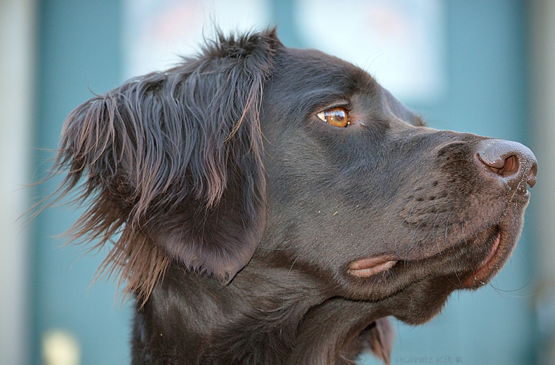 LINA 15 Monate Deutsch Langhaar Jagdhund (Enten)