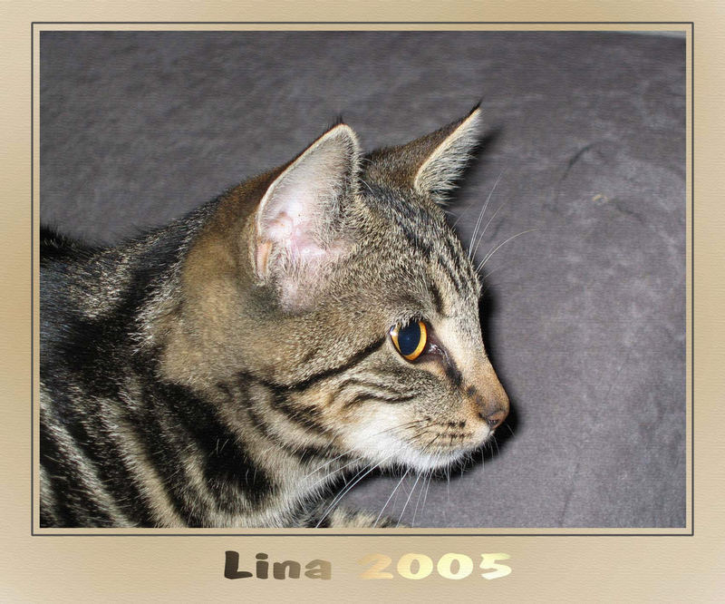 Lina 2005