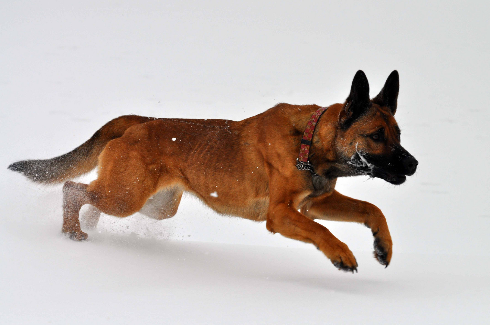 Lina auf der Jagd nach dem Ball