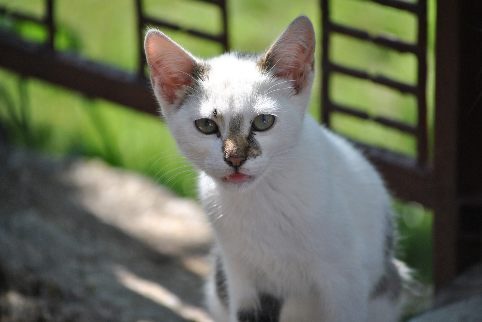 Lina Foto & Bild tiere, haustiere, katzen Bilder auf