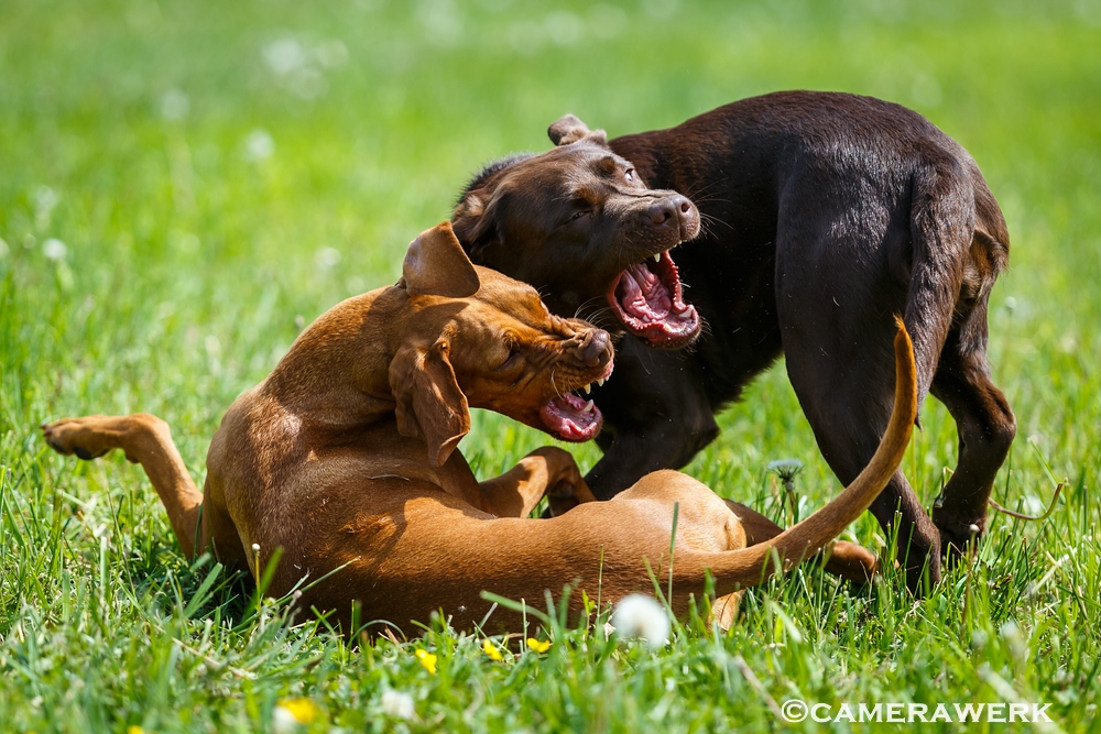 Lina und Frieda toben