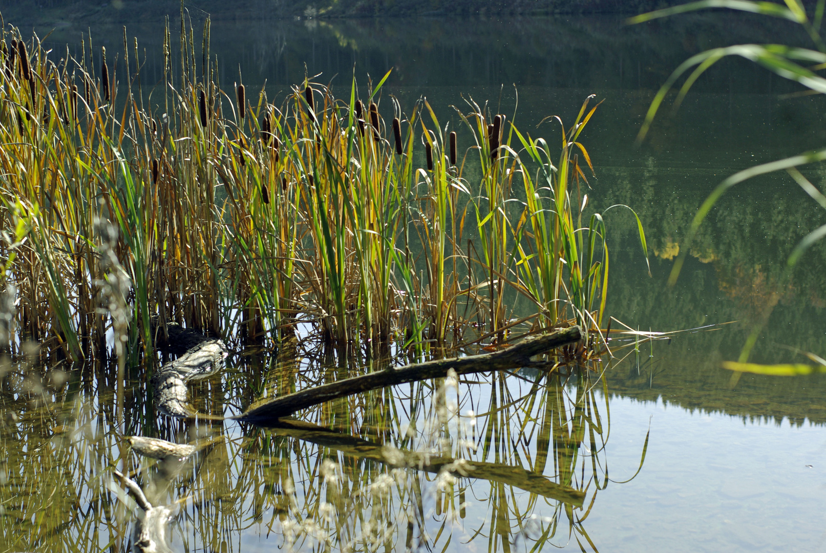 Linachstausee