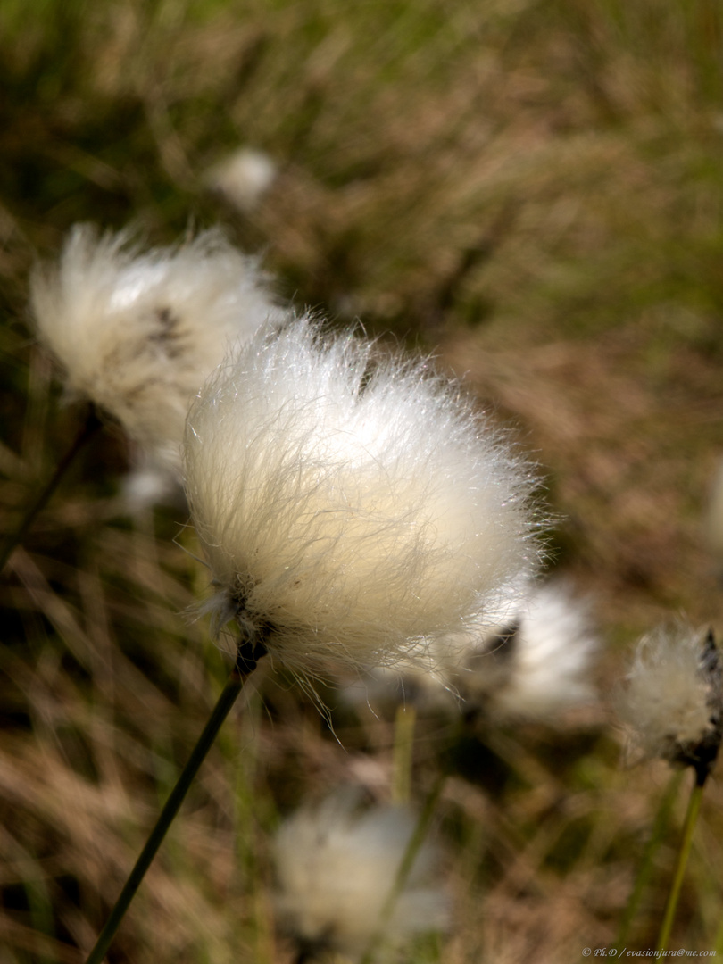 Linaigrette