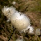 Linaigrette