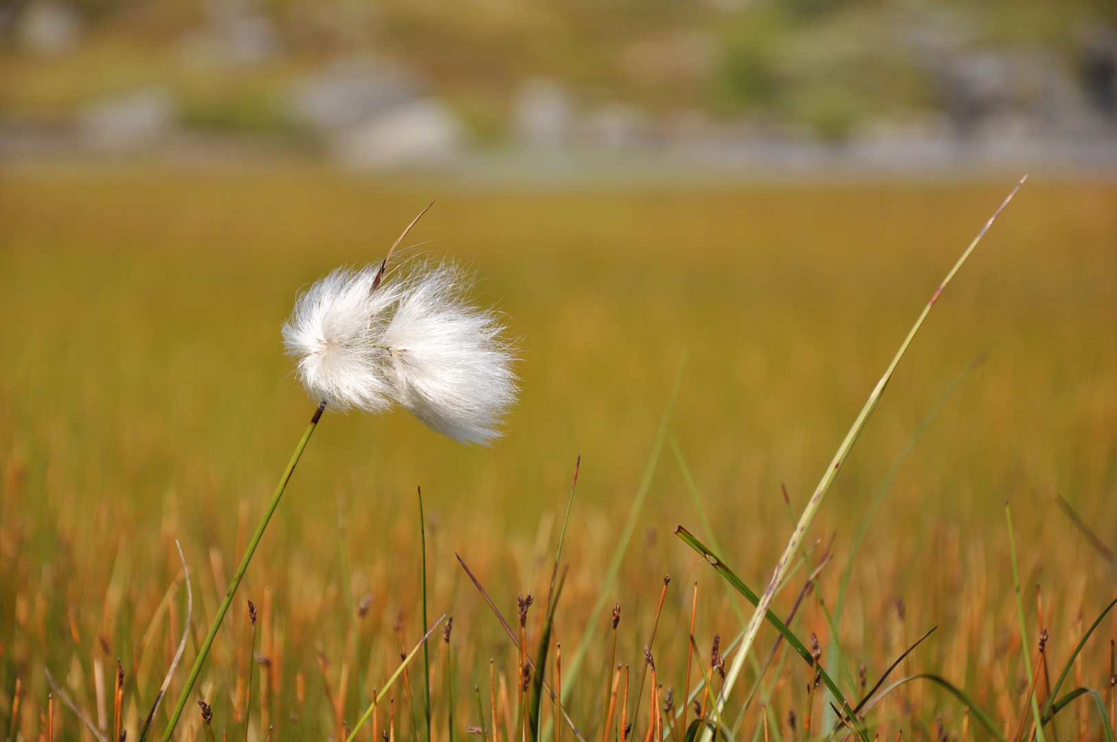 Linaigrette dans le vent des Lofotens