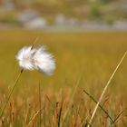 Linaigrette dans le vent des Lofotens