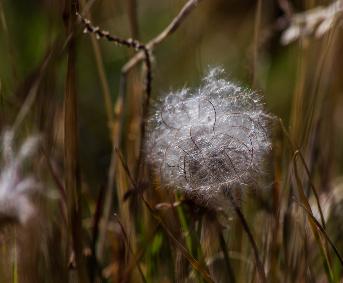 linaigrette des Alpes