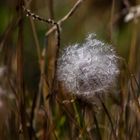 linaigrette des Alpes