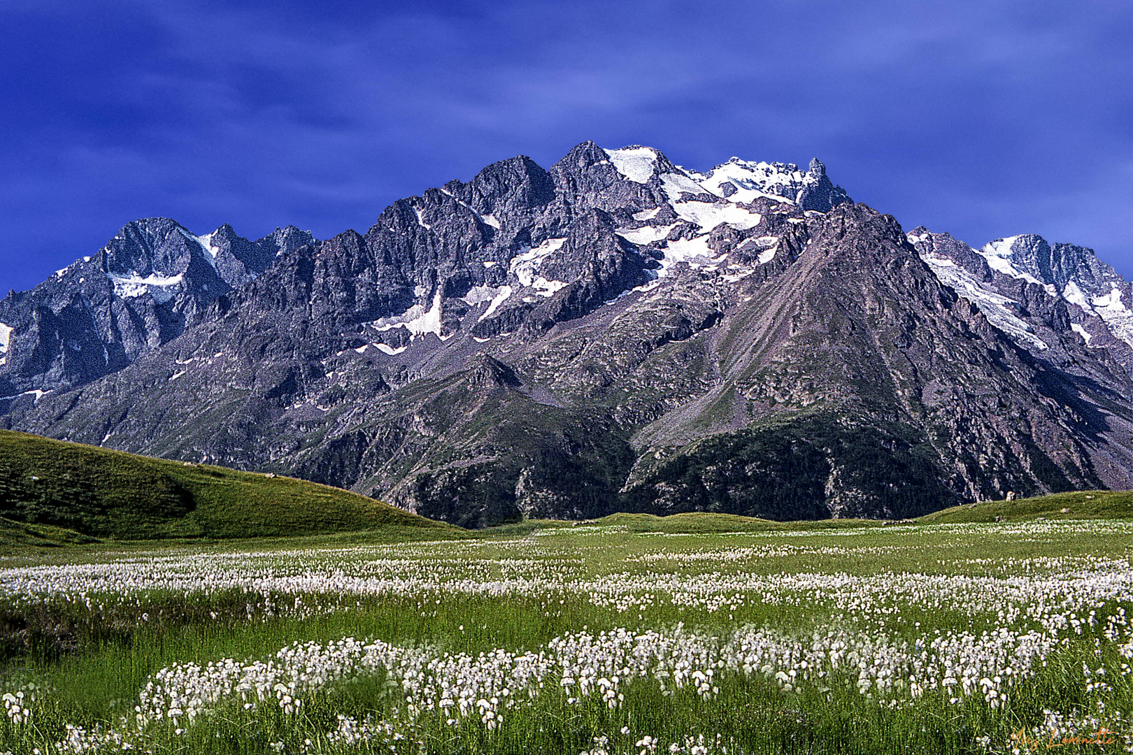 Linaigrettes dans les Ecrins