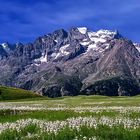 Linaigrettes dans les Ecrins