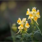 Linaria