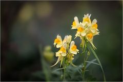 Linaria