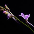 Linaria maroccana - Leinkraut