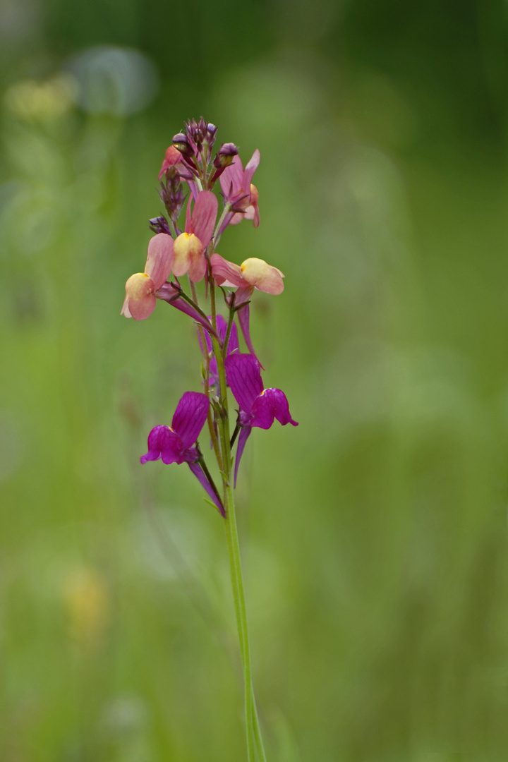 Linaria marrocana