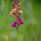 Linaria marrocana