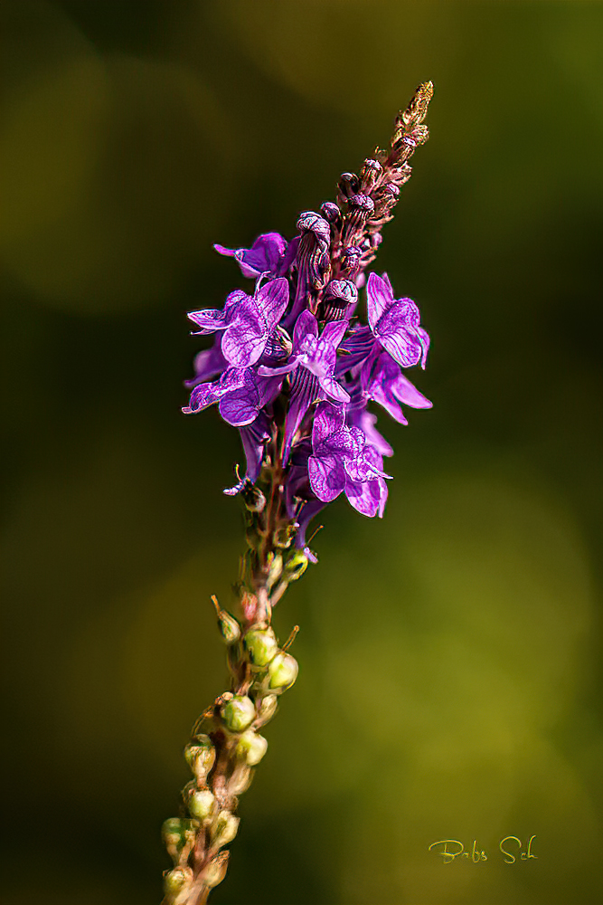 Linaria purpurea